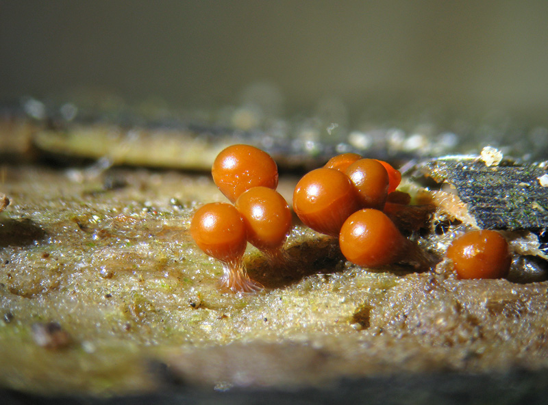 Trichia decipiens?